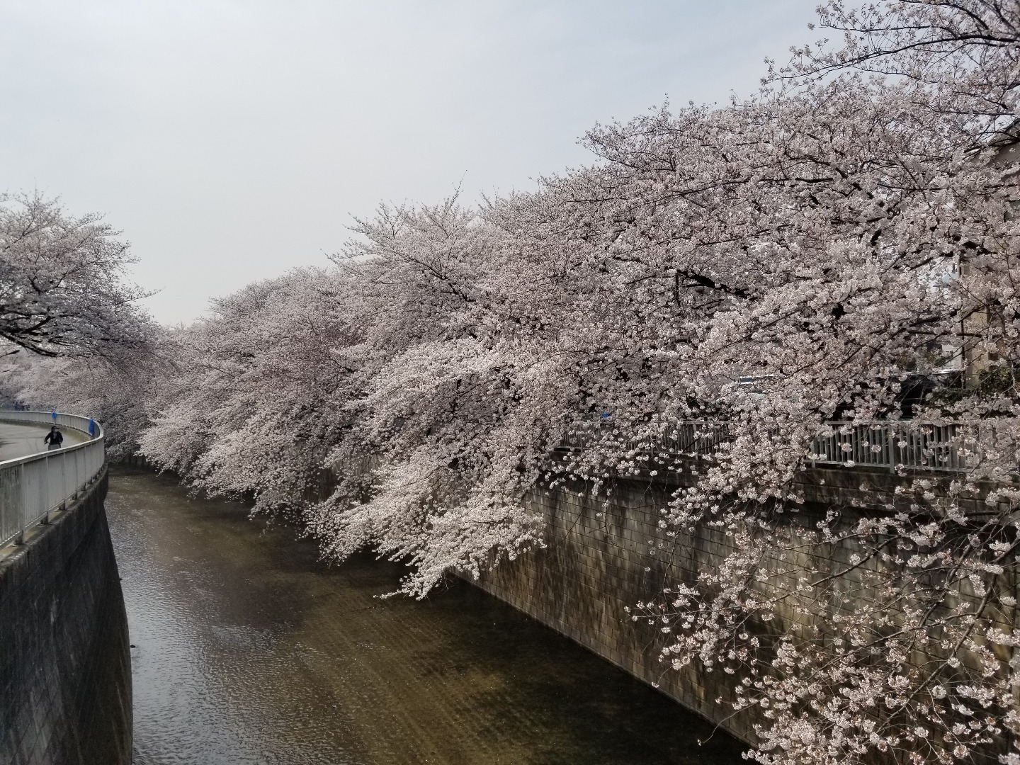 練馬お花見スポット 桜がきれいな石神井川 池袋周辺の美味しいもの 池袋が10倍すきになるぜ Love Ikb