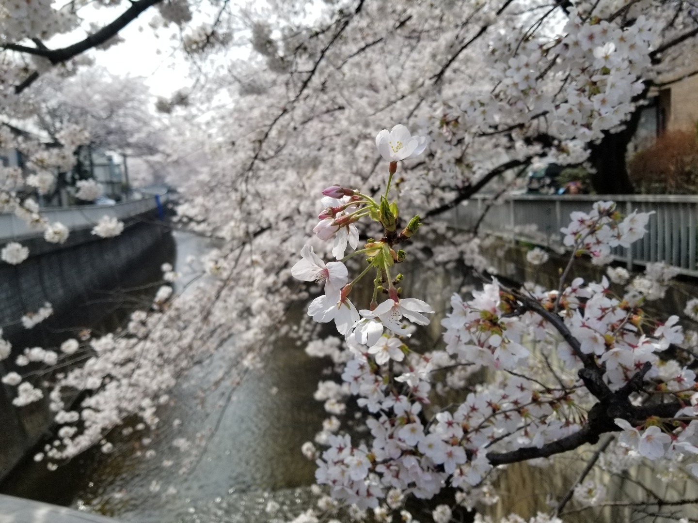 練馬お花見スポット 桜がきれいな石神井川 池袋周辺の美味しいもの 池袋が10倍すきになるぜ Love Ikb