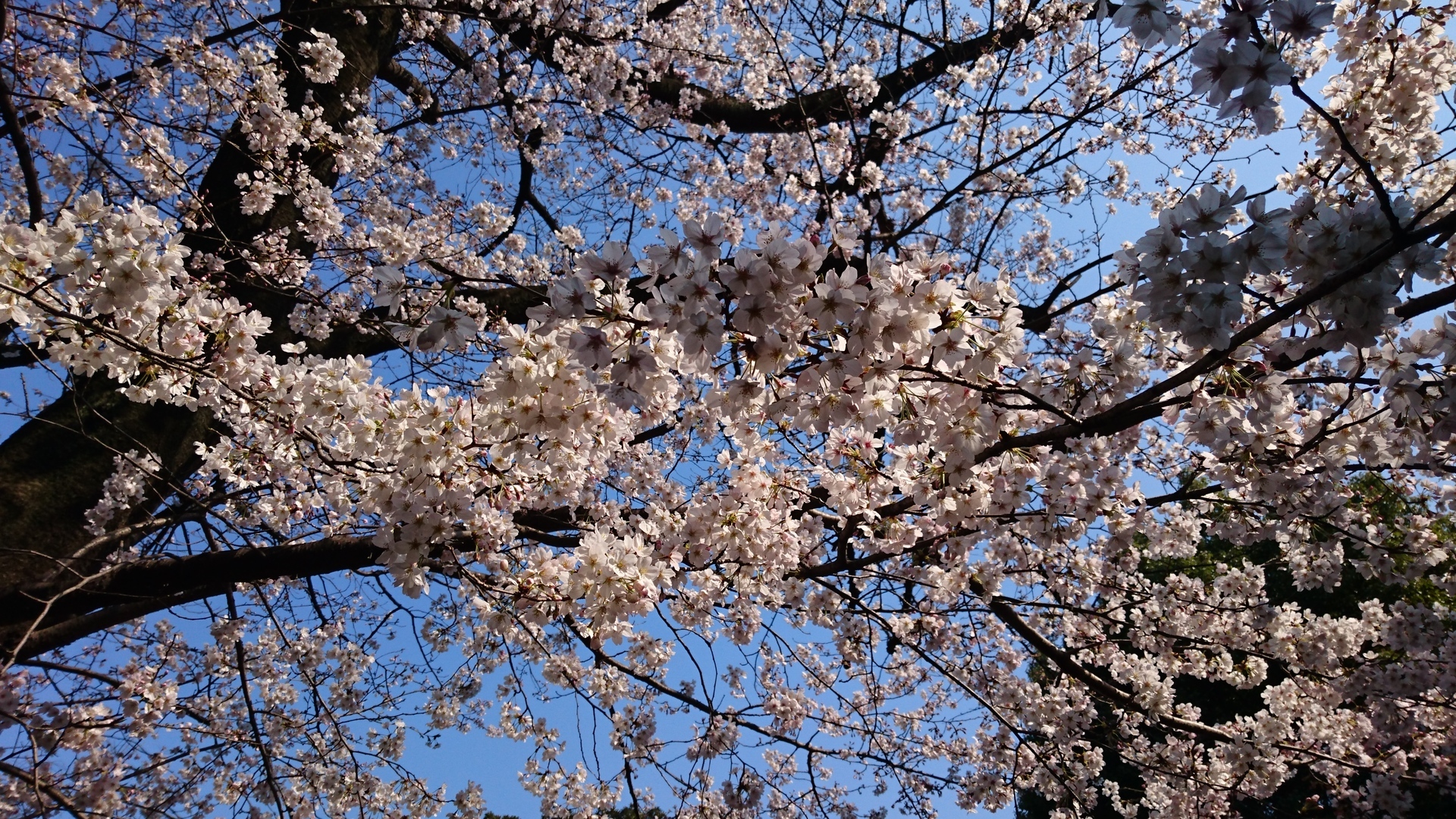 桜が綺麗 上野不忍池周辺散歩花見 綺麗な花でここも和む 池袋周辺の美味しいもの 池袋が10倍すきになるぜ Love Ikb